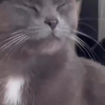 Look at the cat 😺 so funny 😂 Joy Funny Factory