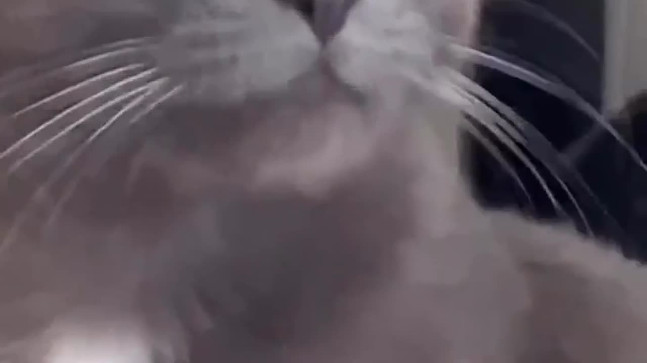 Look at the cat 😺 so funny 😂 Joy Funny Factory