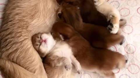 Kittens are having fun drinking milk Kitten looks so cute Watch the video and enjoy