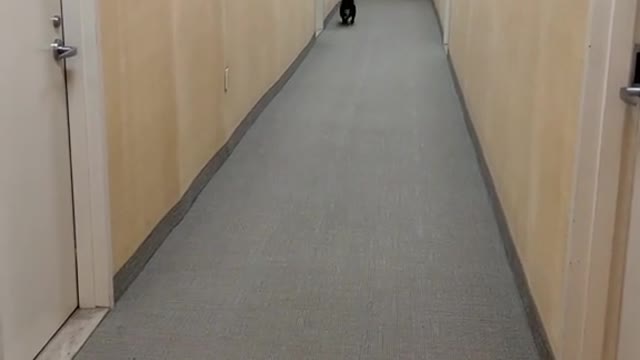 Cute pet