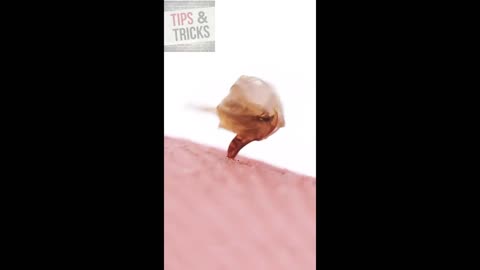 sweet bite