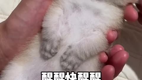 One kitten seems to be failing?