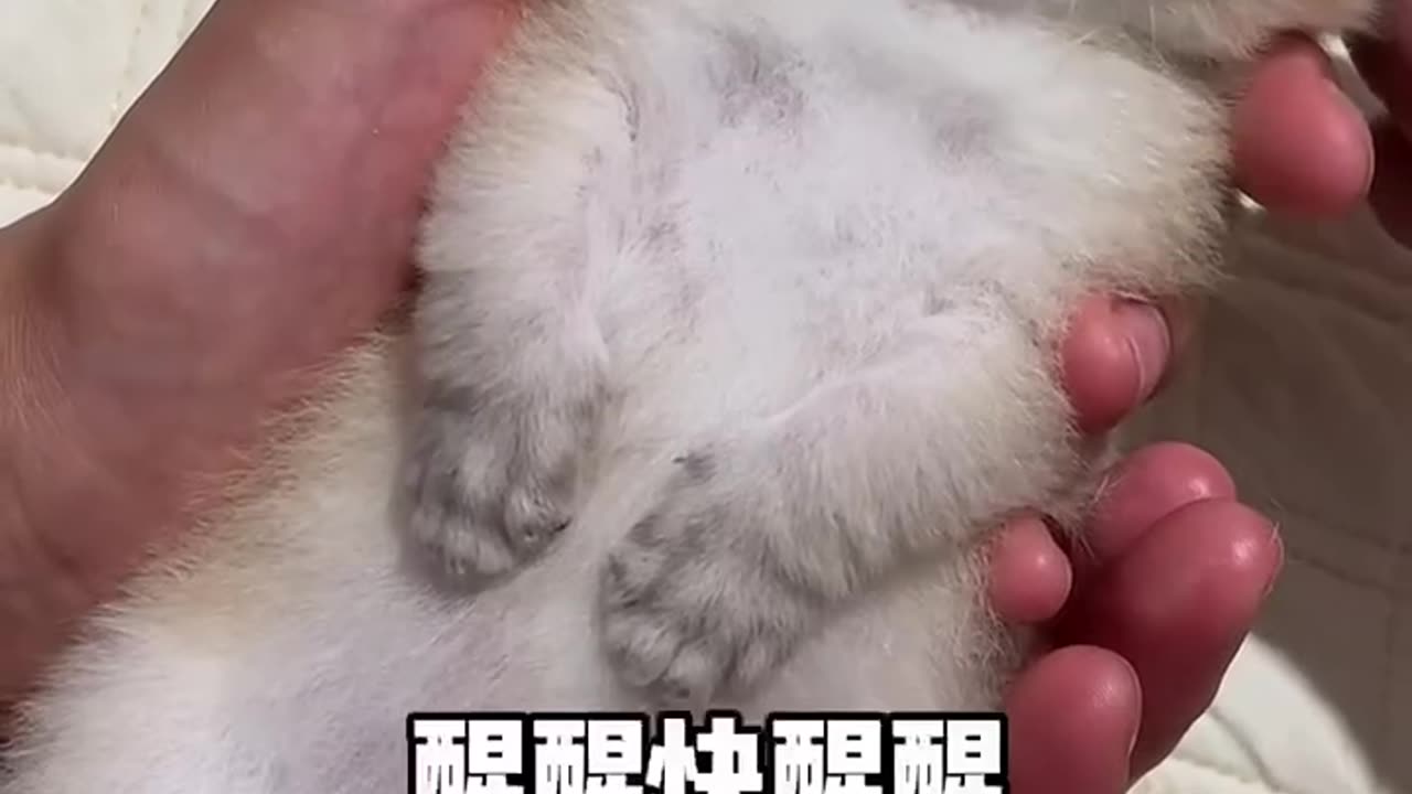 One kitten seems to be failing?