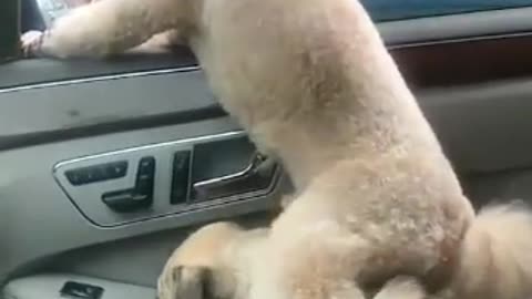 Two dogs went for a ride.