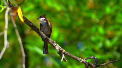 Red Little sparrow