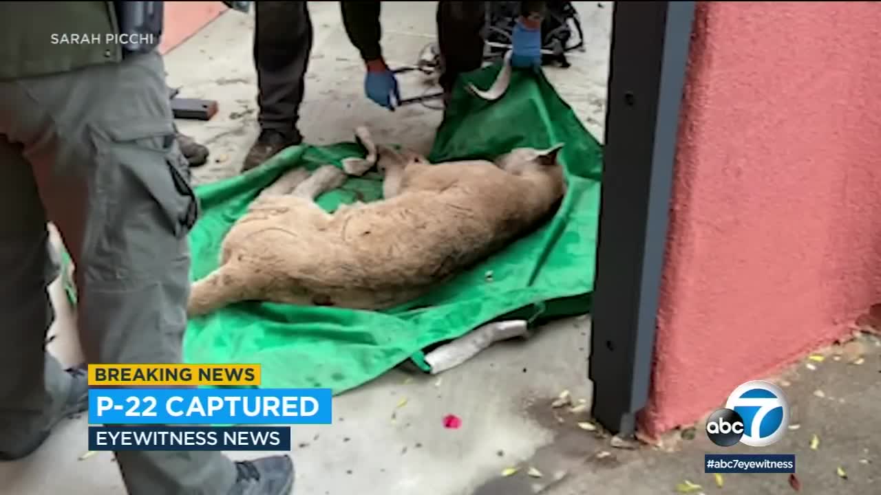 Mountain lion P-22 captured for evaluation after attacking dogs