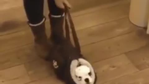 Funny animals