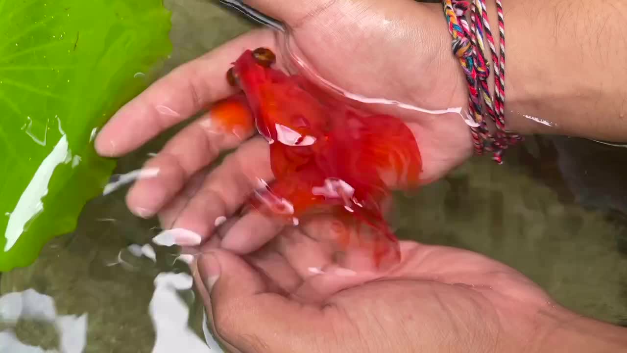 Goldfish#2