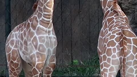 Seeing double Nope! You’re looking at TWO new giraffe calves born at the Fort Worth Zoo