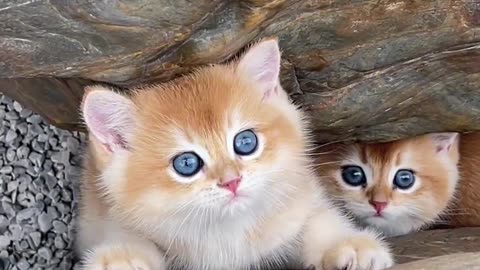 Catsfunny Video Funnycat Video