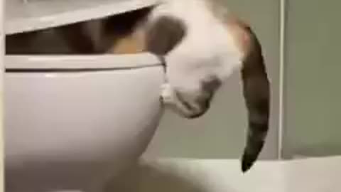 Tranding funny animals video