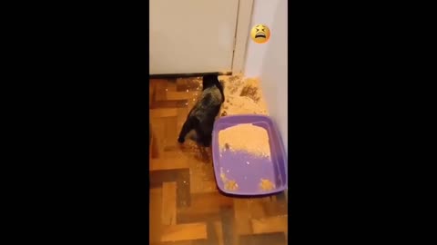 Funny Cat and human Reactions 🤣 |Cat and dogs| Animals fun 2023