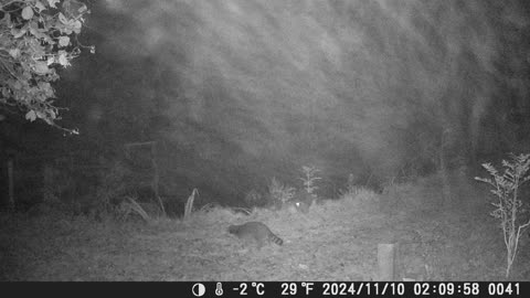 waschbär 101124