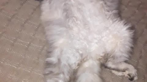 Do your cats relax like this too?
