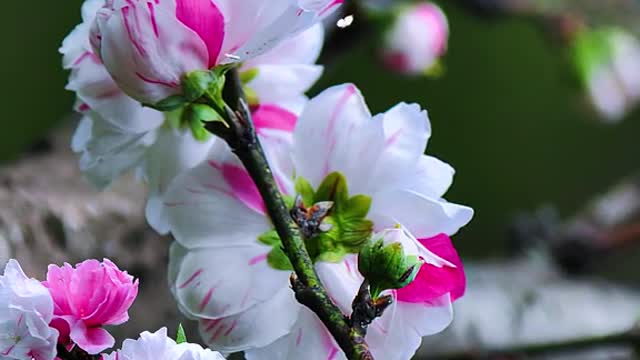 Peach blossoms