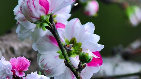 Peach blossoms