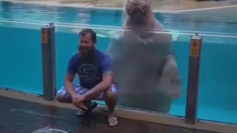 #animals #funnyvideos #funnyanimals #funnyfails #viral #trendingreels