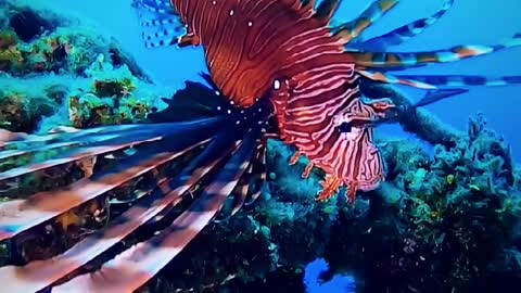 beautiful fish amazing underwater beauty