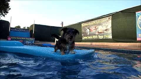 Terrier Ras catches splashes as Black Labrador Retriever Metta swims by