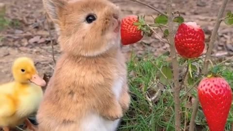 Cute Bunny Eating Strawberry