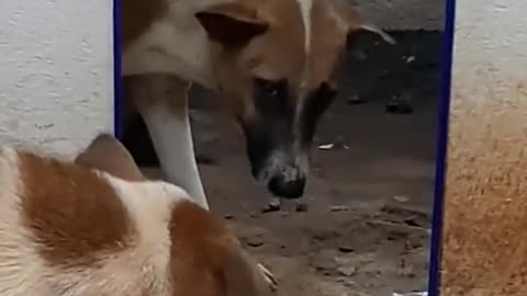 Cachorro se Olhando no Espelho! Veja a reação!