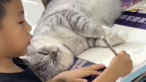 Funny cats