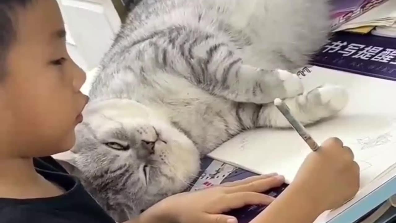 Funny cats