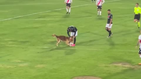 Dog plays football
