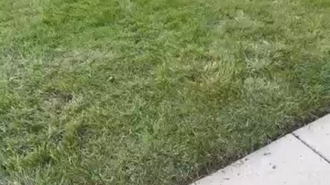 If_Cleaning_Was_a_Timed_Sport.