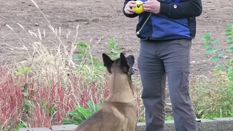 Easy dog Training 👍