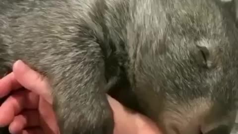 Animals also need care and love #shorts #viral #shortsvideo #video