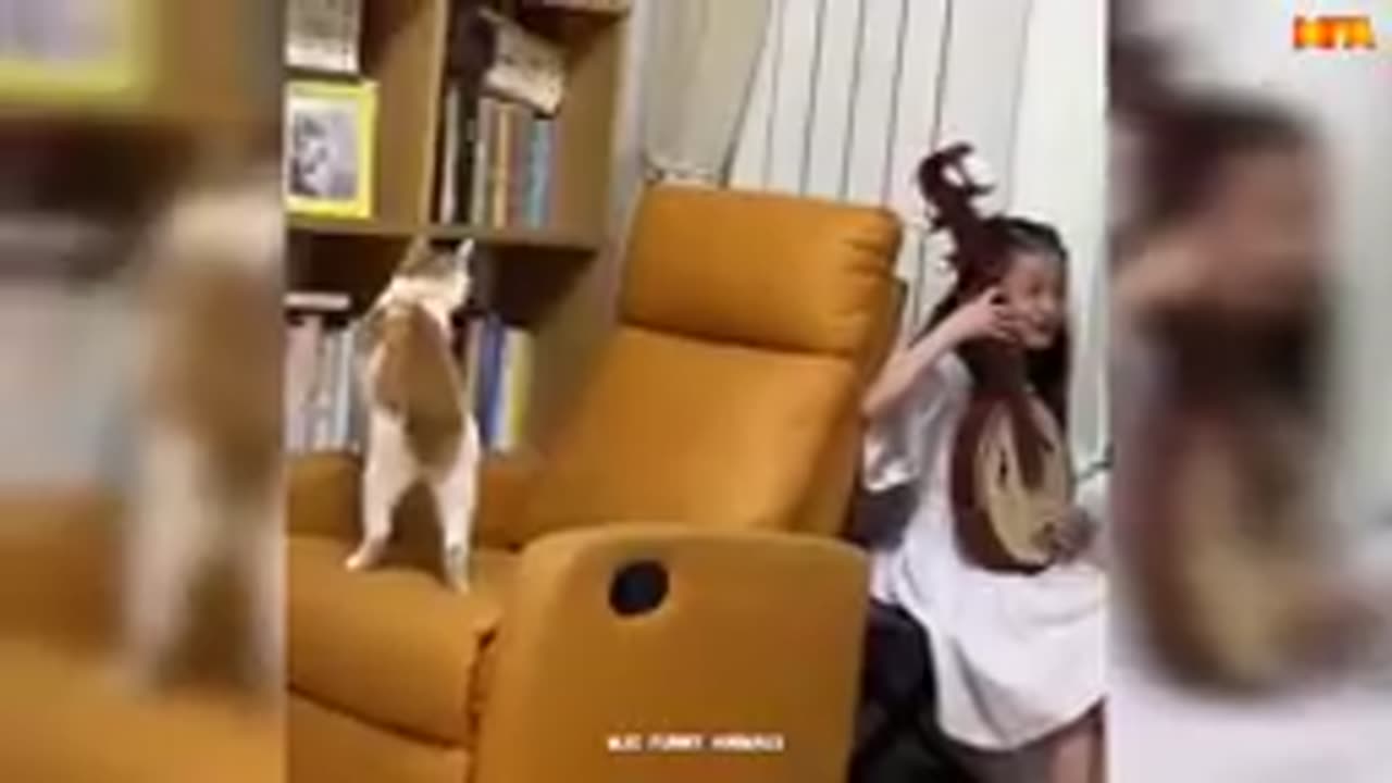 Funny Animals Video