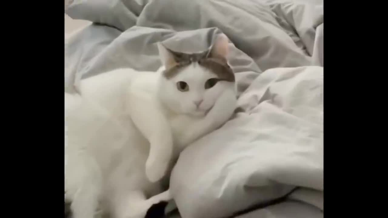 Compilation Funny from Dogs and Cats | Try Not to Laugh Challenge #1