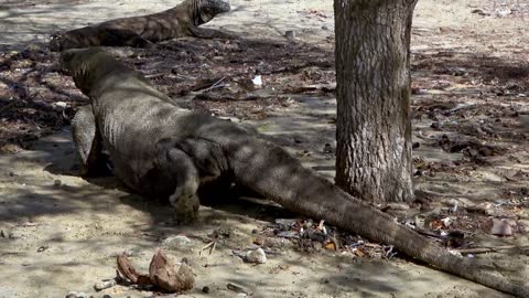 Komodo dragon with a full belly drools after eating a turtle carcass.