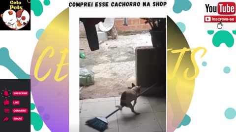 Animais Engraçados Funny Animals Channel 🐶🐱