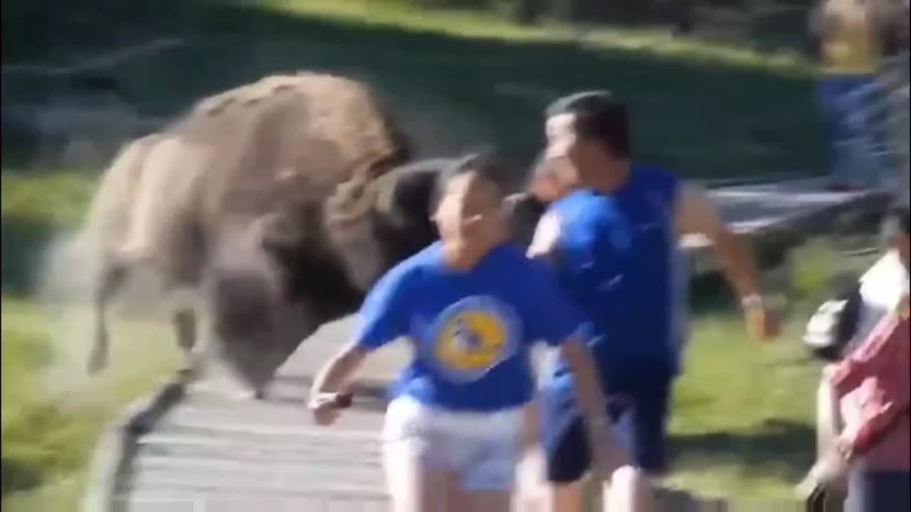 Bison Attack Caught on Camera!!!