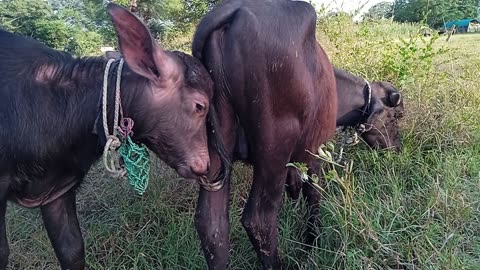 baby buffalo sucking its tail 🥰🤣😀😂😂😱