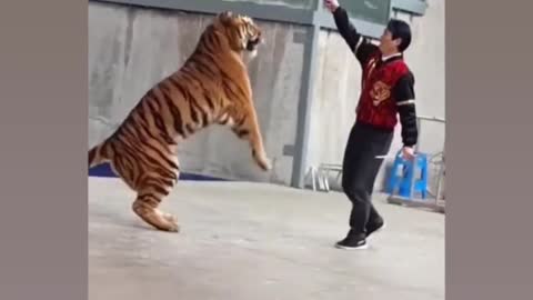 Daddy Tiger has Some Dancing Moves!