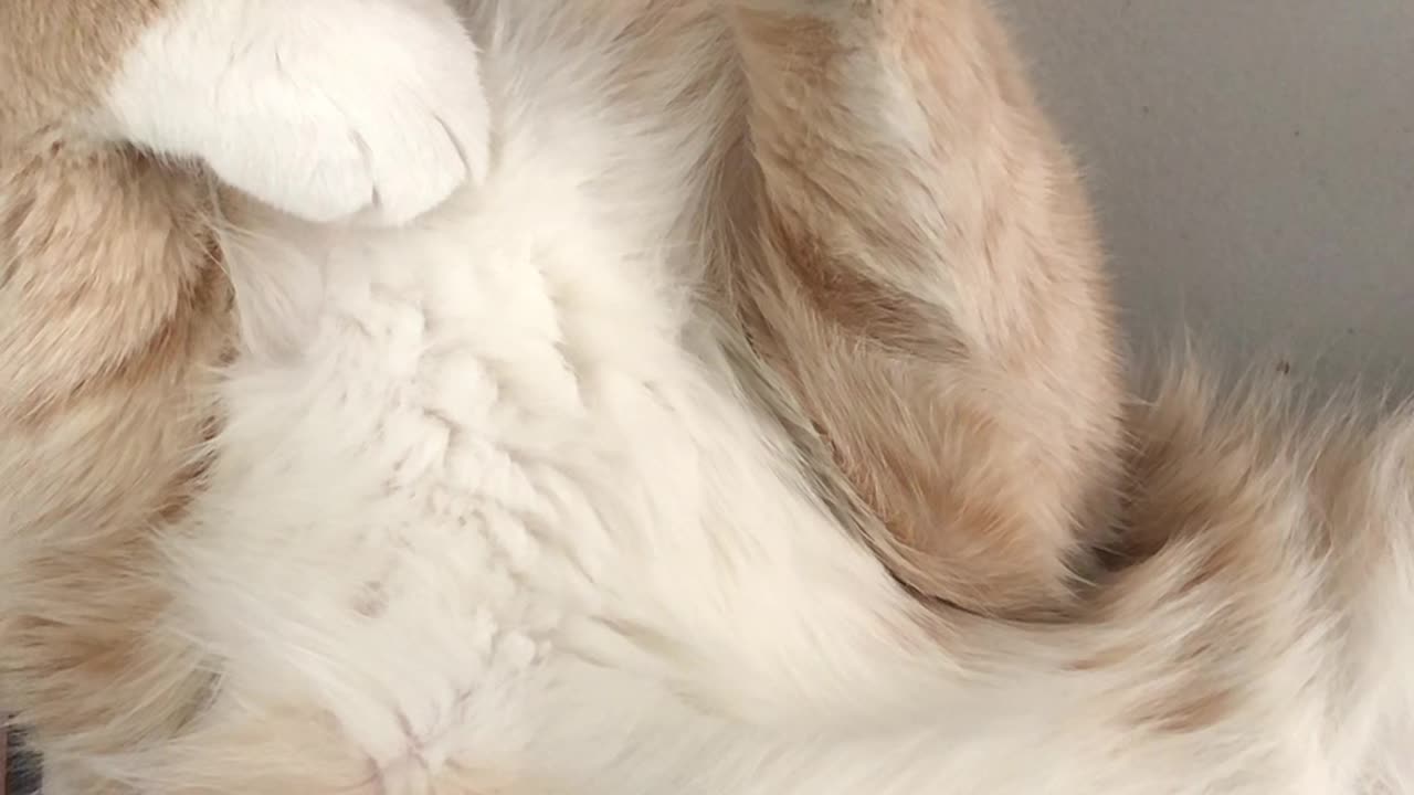 Unique style of sleeping cat.