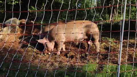How to measure pigs to figure out their Live Weight!