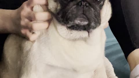 Plump Pug Has Trained its People Well