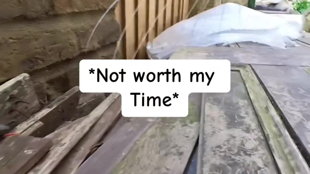 Cat Cam Adventures: Purr-fectly Captured Moments of Feline Fun!"