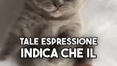 Chi avrebbe mai pensato che una piccola lingua potesse portare tanta gioia