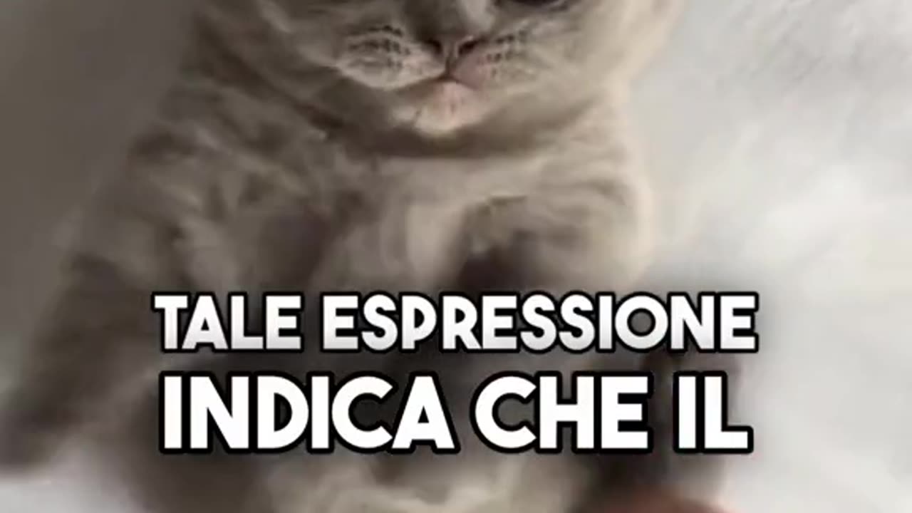 Chi avrebbe mai pensato che una piccola lingua potesse portare tanta gioia