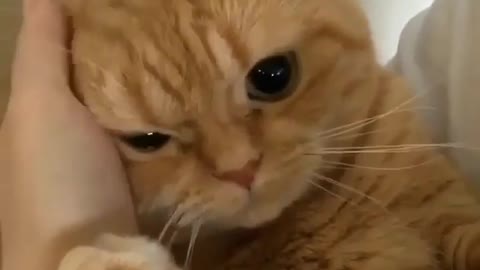 The kitten was frightened just now