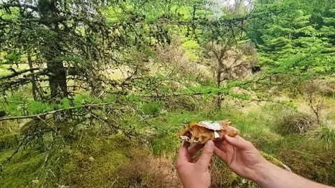 Mastering Wilderness Breakfasts | Relaxing ASMR Cooking Compilation