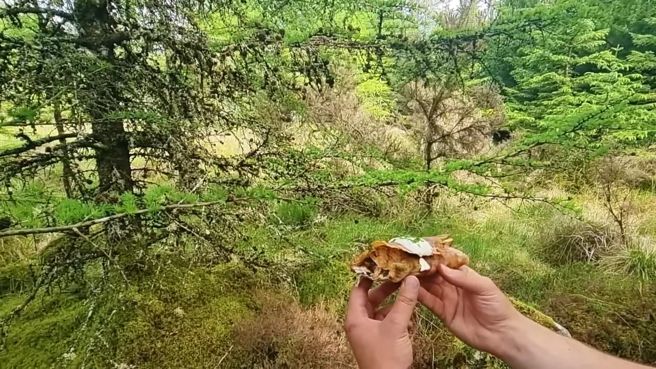 Mastering Wilderness Breakfasts | Relaxing ASMR Cooking Compilation