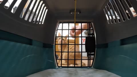 Cats |cat videos| √
