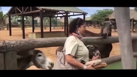 FUNNY ELEPHANT TROLLING HUMANS IN THE ZOO !!!!