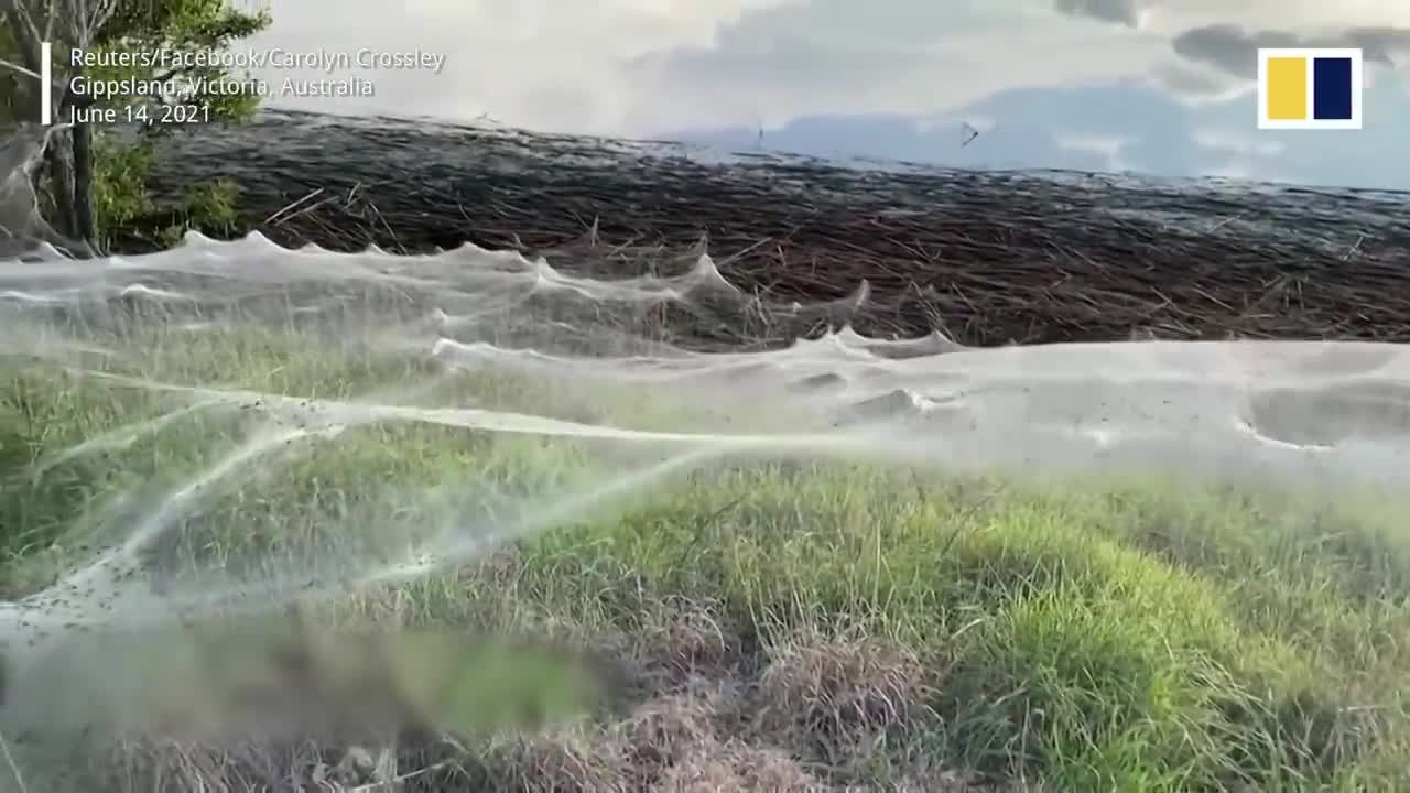 Cobwebs blanket Australian region as spiders flee floods